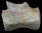 Struthiomimus Caudal Vertabrae - Montana #54905-1